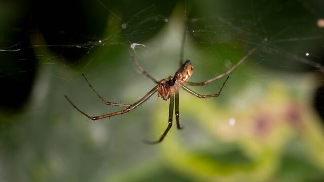 Bio Diversity - Linyphia triangularis - Common Hammock Weaver on Vegetation