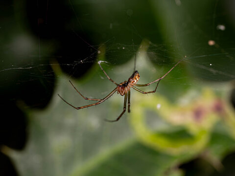 Bio Diversity - Linyphia triangularis - Common Hammock Weaver on Vegetation
