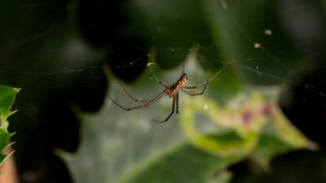 Bio Diversity - Linyphia triangularis - Common Hammock Weaver on Vegetation