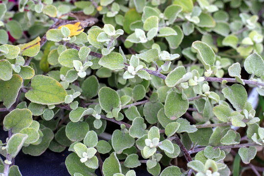 Helichrysum Petiolare Licorice Plant Fuzzy Green Leaves Groundcover Background