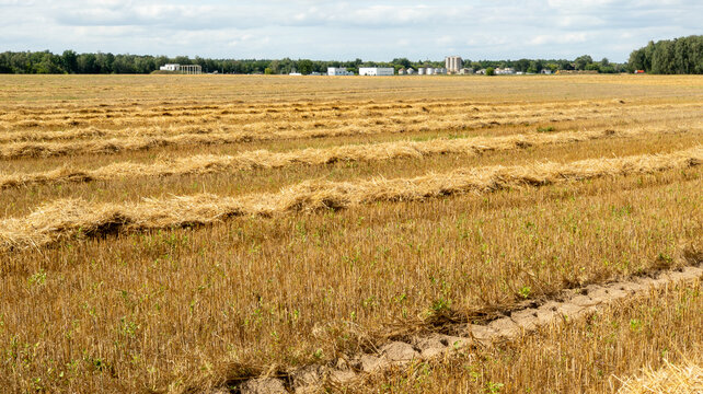 &nbsp;Harvested Grain Field with Golden Straw Windrows and Distant Agricultural Silo Facility Under Cloudy Sky