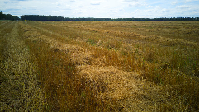 Parallel Straw Windrows in Harvested Field with Dense Green Forest Horizon