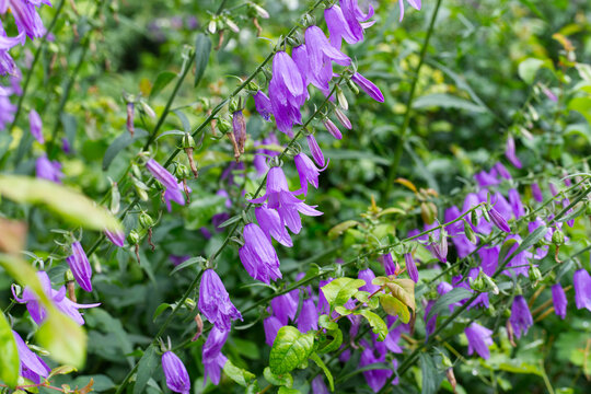 Bellflower Purple Flowers Blooming on Stems in Garden Greenery Background