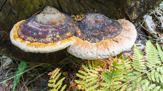 Large Red Banded Polypore Bracket Fungi Growing on Old Tree Trunk in Forest