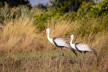 Obraz premium Wattled cranes (Bugeranus carunculatus) walking through long grass in the Okavango Delta, Botswana. This endangered African wetland bird in the pristine wilderness of one of Africa's iconic ecosystems