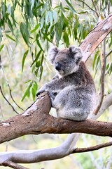 Naklejka premium koala in tree