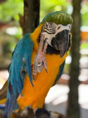 blue and yellow macaw © Konstantin