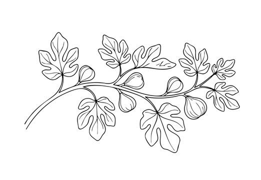 Minimalist fig tree branch line art vector illustration, Botanical black and white hand drawn branch with leaves and fig fruits