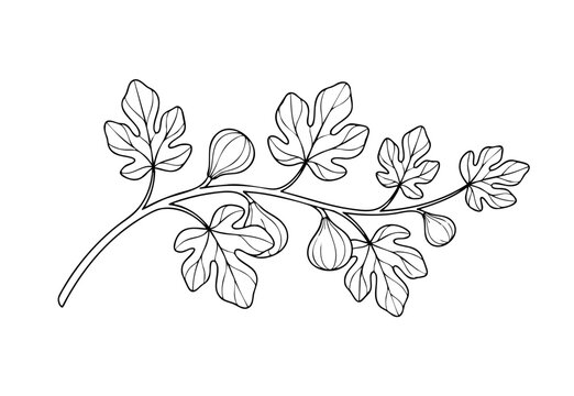 fig branch with fruits and leaves line art vector illustration