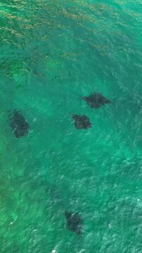 Aerial view of manta rays swimming in clear turquoise water at Manta Point Nusa Penida, Bali, Indonesia.
