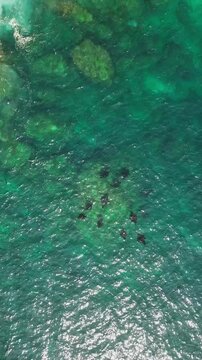 Aerial view of manta rays swimming in clear turquoise water near rocky coastline at Manta Point, Nusa Penida, Bali, Indonesia.