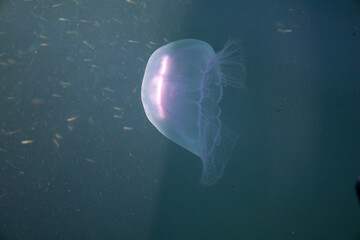Close Up of a Jellyfish Floating in Clear Water © Adam