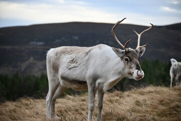 Reindeer in the mountains © Laura