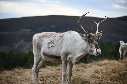 Reindeer in the mountains
