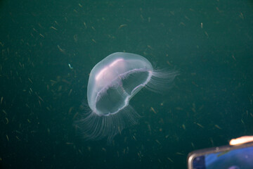 Close Up of a Jellyfish Floating in Clear Water © Adam