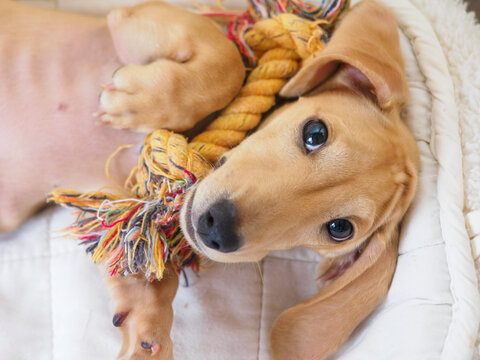 おもちゃを抱っこしてこちらを見る犬