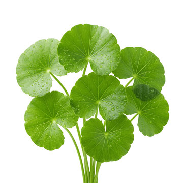 Fresh gotu kola leaves with water droplets as transparent PNG