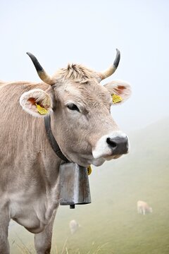 Cow - Swiss - cowbells 