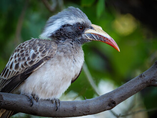 African grey hornbill (Lophoceros nasutus) perched in a tree in Botswana's Okavango Delta. This African bird represents the rich biodiversity and natural beauty of this premier wildlife destination. © Roger de la Harpe