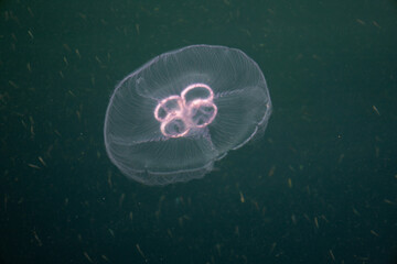 Close Up of a Jellyfish Floating in Clear Water © Adam