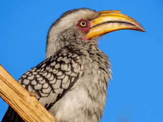 Southern yellow-billed hornbill (Tockus leucomelas) in the Okavango Delta, Botswana. This striking African bird showcases the rich biodiversity and natural beauty of this safari destination. © Roger de la Harpe