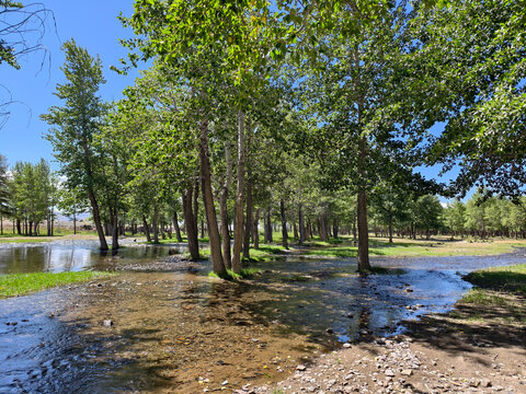 Floodplain poplar forest near the river. Branched channels of the Kyzylshin River in Altai.