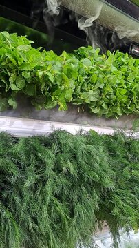 Close-up of fresh green bunches of mint and dill on the shelf of a modern open commercial refrigerator with a mist humidification and evaporation system. Beautiful clouds of condensation are visible