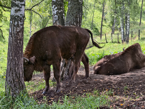 European bisons or Bison bonasus in Altai birch forest.