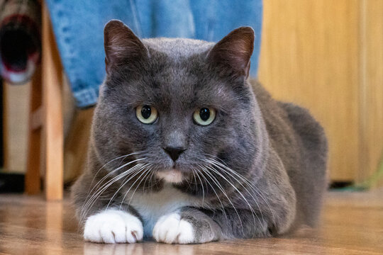 Grey cat with white paws resting on the floor. Domestic animal portrait looking at camera. Calm feline pet at home. Concept of cozy indoor life and companionship with domestic cat.