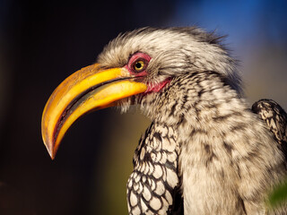 Southern yellow-billed hornbill (Tockus leucomelas) in the Okavango Delta, Botswana. This striking African bird showcases the rich biodiversity and natural beauty of this safari destination. © Roger de la Harpe