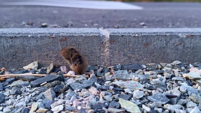 Close-up view of a small brown common vole or Microtus arvalis hiding among stones beside concrete curb in roadside urban environment.