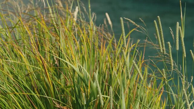 Natural grass moving gently in the breeze beside calm water, mindfulness, relaxation, environmental and peaceful nature view.