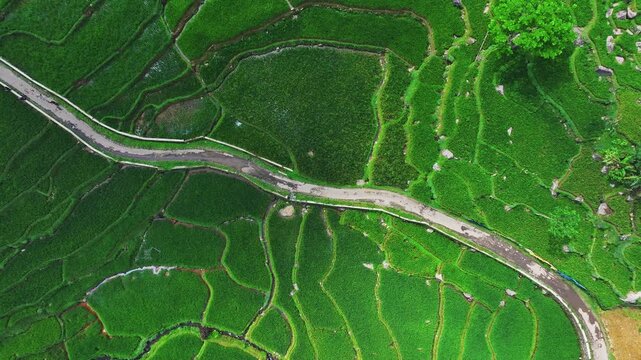 Aerial view of the lush green Cisalada Rice Terrace with a winding path cutting through the vibrant fields in Pamijahan, West Java, Indonesia.