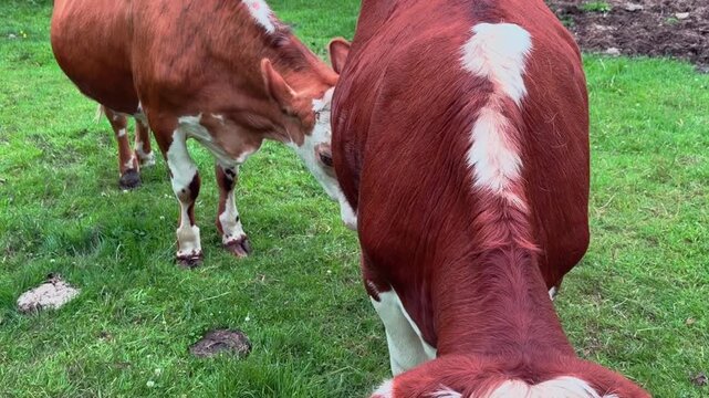 Two friendly cows stand in a grassy paddock, grazing, walking in a tranquil countryside setting that highlights everyday farm life.