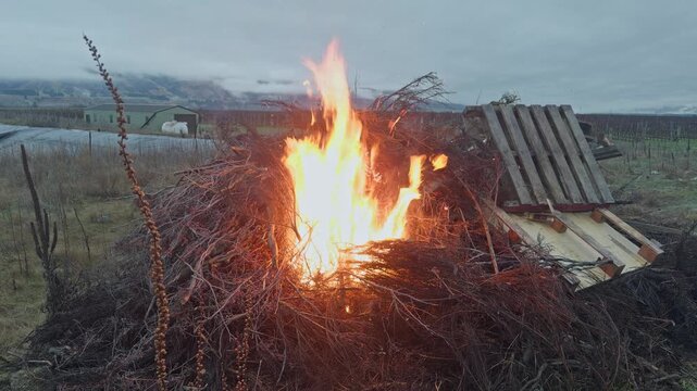 A controlled fire burns grapevine pruning waste in a vineyard as part of seasonal agricultural cleanup, with bright flames lighting the evening landscape.