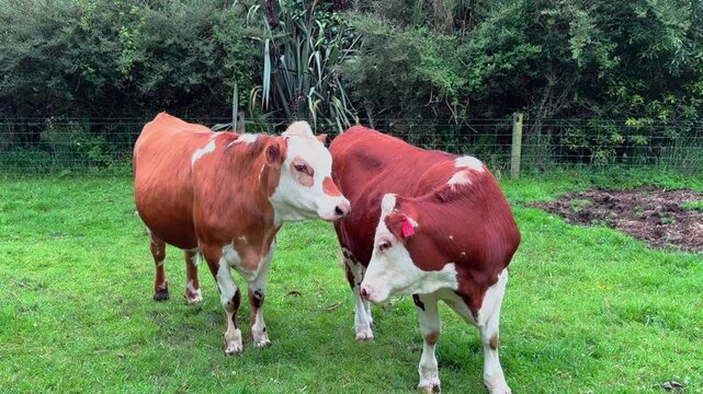 Two cattle stand side by side on a green pasture, surrounded by trees and open farmland in a quiet rural landscape with a relaxed atmosphere.