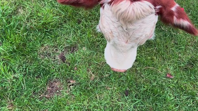 One healthy cow pause in a grassy field and look curiously at the human, showcasing peaceful livestock farming in a natural countryside environment.