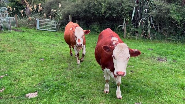 Two cows stand together in a green paddock surrounded by trees, highlighting livestock farming and the peaceful atmosphere of the countryside.