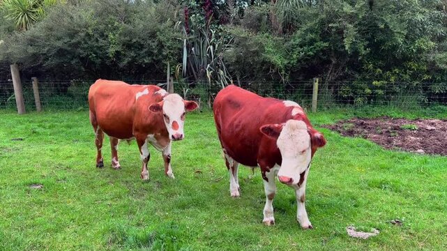 Two cattle face the camera while standing on fresh grass in a rural paddock, capturing a peaceful moment of everyday life on a working farm.