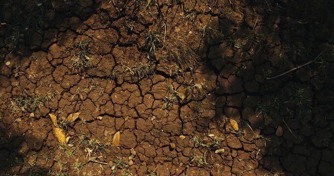 Top down close up of cracked dry earth with natural soil patterns and small plants emerging between the cracks, captured in warm daylight, showcasing drought conditions and natural ground texture