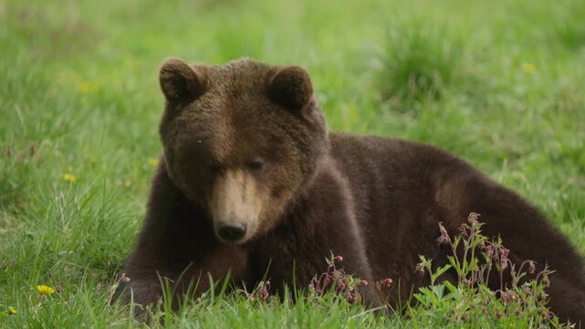 Juvenile Eurasian brown bear lies in long meadow grass chewing and gazing off-frame, then lowers head to forage again in slow motion. Natural wildlife behavior close-up.