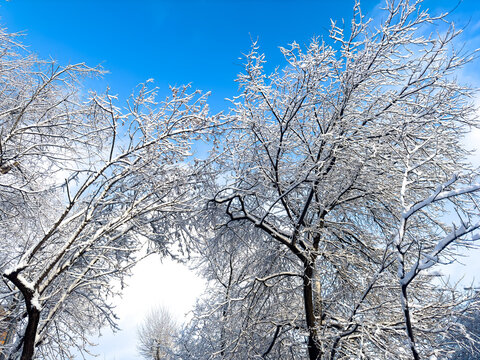 Snow-covered branches of trees stretch towards a clear blue sky, creating a serene winter landscape with bright sunlight illuminating the scene and highlighting the beauty of nature