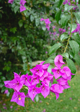 Vibrant pink bougainvillea flowers blooming on a leafy branch, surrounded by green foliage in a tropical garden.