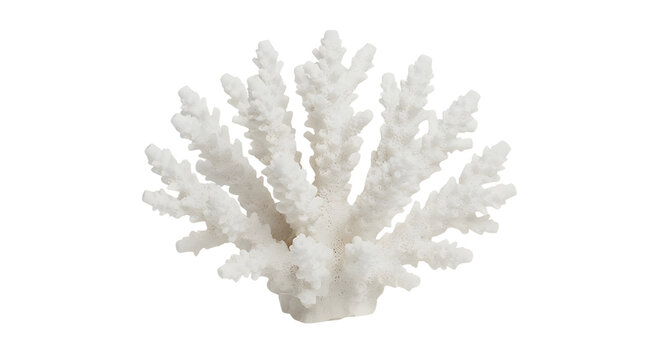 White coral skeleton with intricate branching structure isolated on a black background