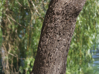Fototapeta premium Textured Tree Trunk Detail with Blurred Green Foliage Background