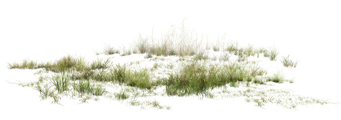 Fototapeta premium grass isolated on white/High-resolution coastal dune grass isolated on a clean white background, showcasing sharp natural details and delicate green textures.
