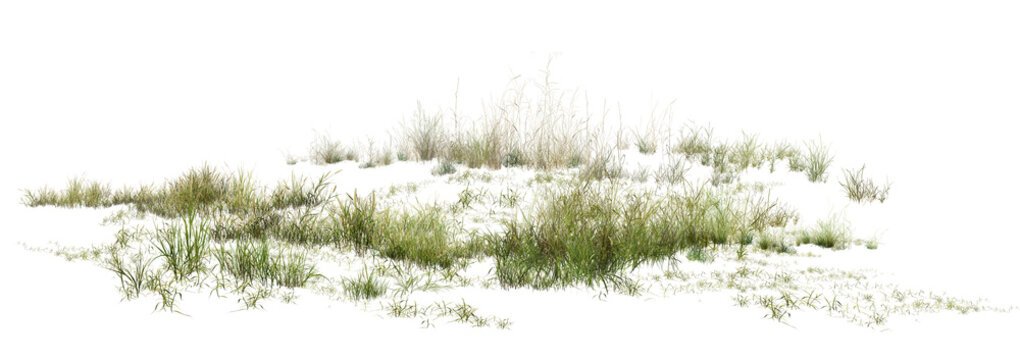 grass isolated on white/High-resolution coastal dune grass isolated on a clean white background, showcasing sharp natural details and delicate green textures.