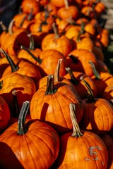 Colorful pumping details and background for autumn harvest and market theme.  © belyaaa