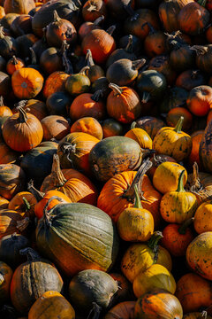 Autumn farm and market with colorful and a variety of pumpkins. 