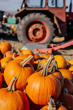 Autumn farm and market with colorful and a variety of pumpkins. 